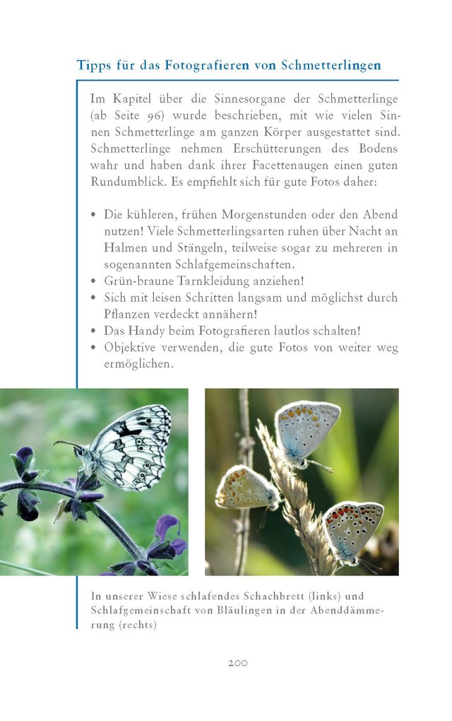 Weitere Ansicht: Die fabelhafte Welt der Schmetterlinge | Marion Jaros