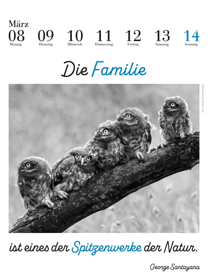 Weitere Ansicht: Der literarische Eulenkalender 2027 | Julia Bachstein