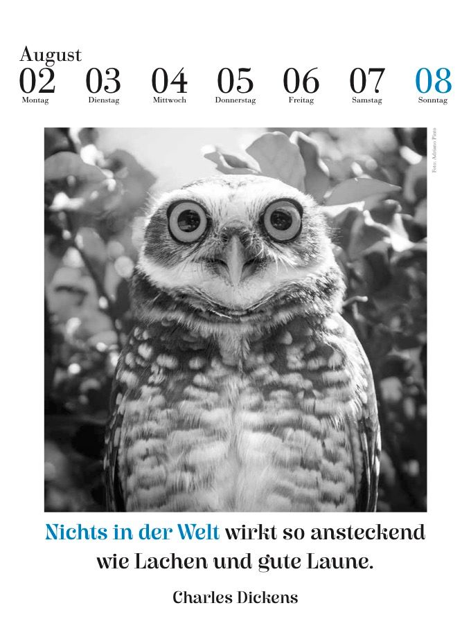 Weitere Ansicht: Der literarische Eulenkalender 2027 | Julia Bachstein