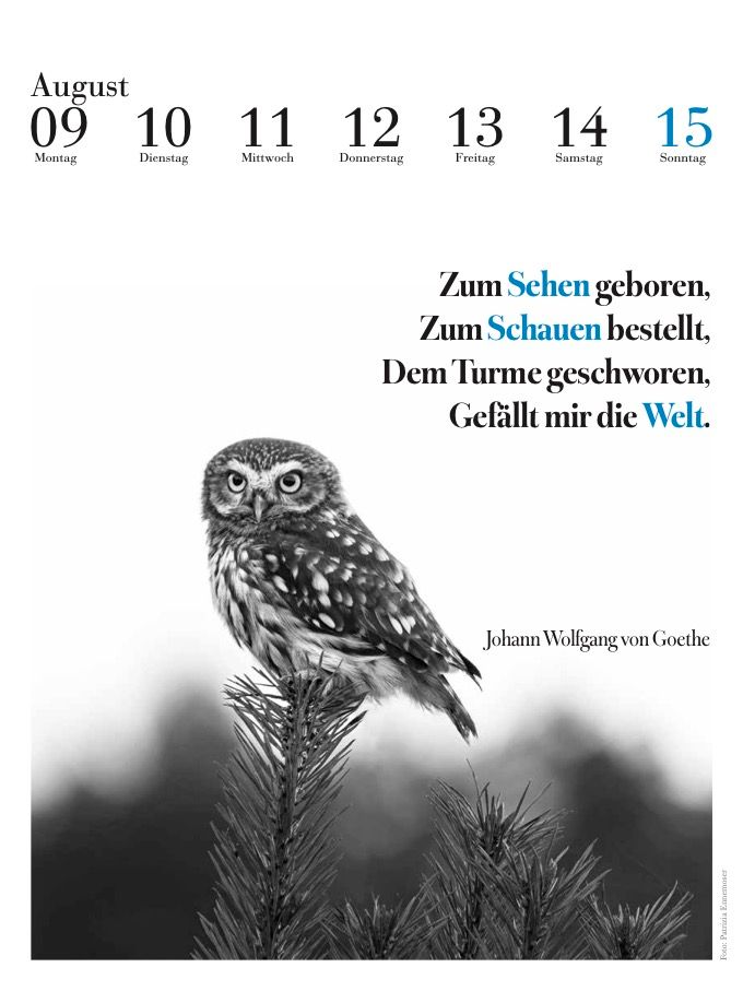 Weitere Ansicht: Der literarische Eulenkalender 2027 | Julia Bachstein