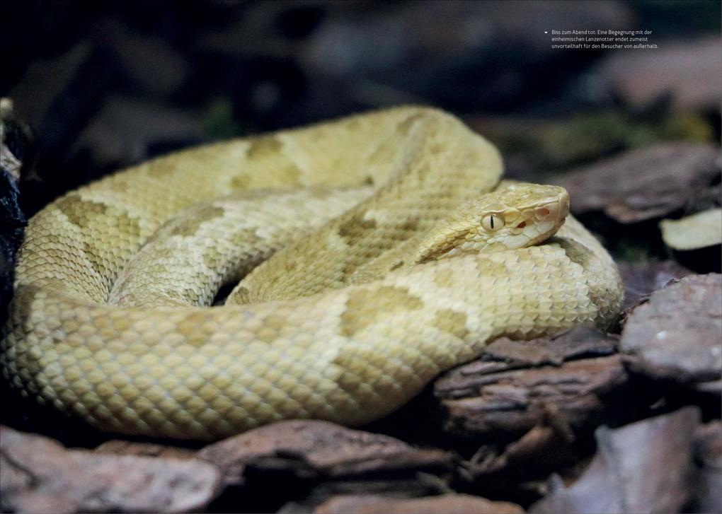 Weitere Ansicht: How to Kill Yourself Abroad | Markus Lesweng