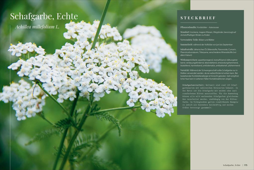 Weitere Ansicht: Die Kräutermacherei. Meine Naturapotheke. | Tina Rosenkranz