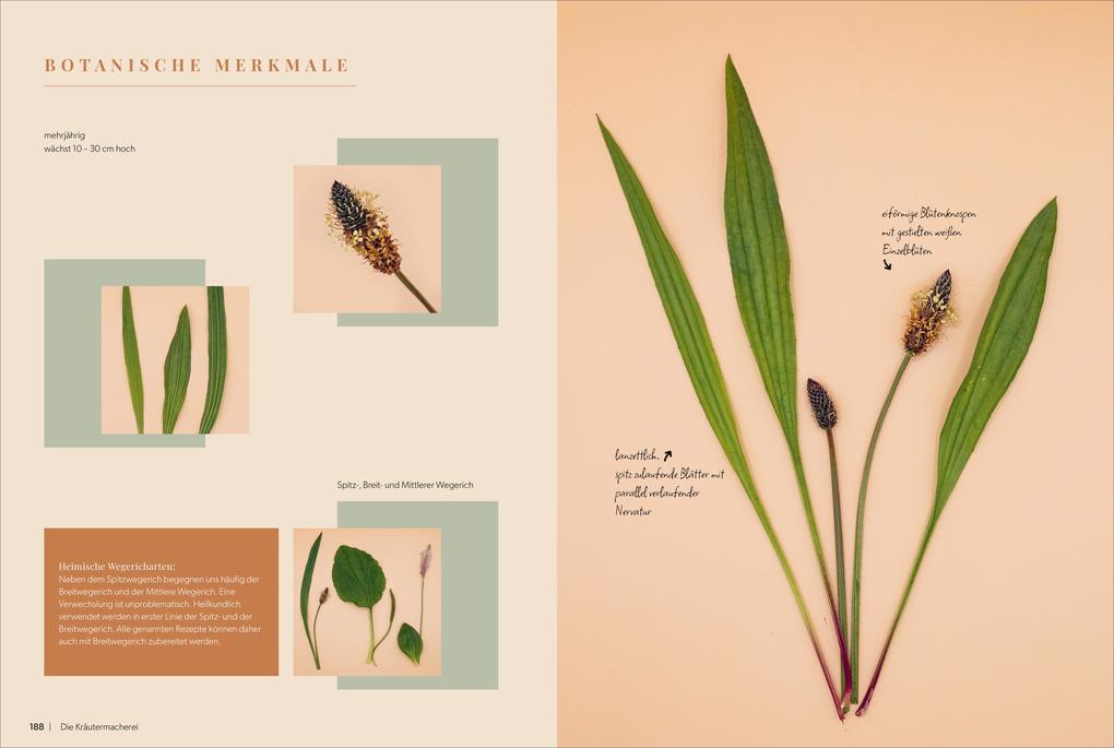 Weitere Ansicht: Die Kräutermacherei. Meine Naturapotheke. | Tina Rosenkranz