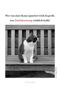 Weitere Ansicht: Katzen Taschenkalender 2027 | Julia Bachstein