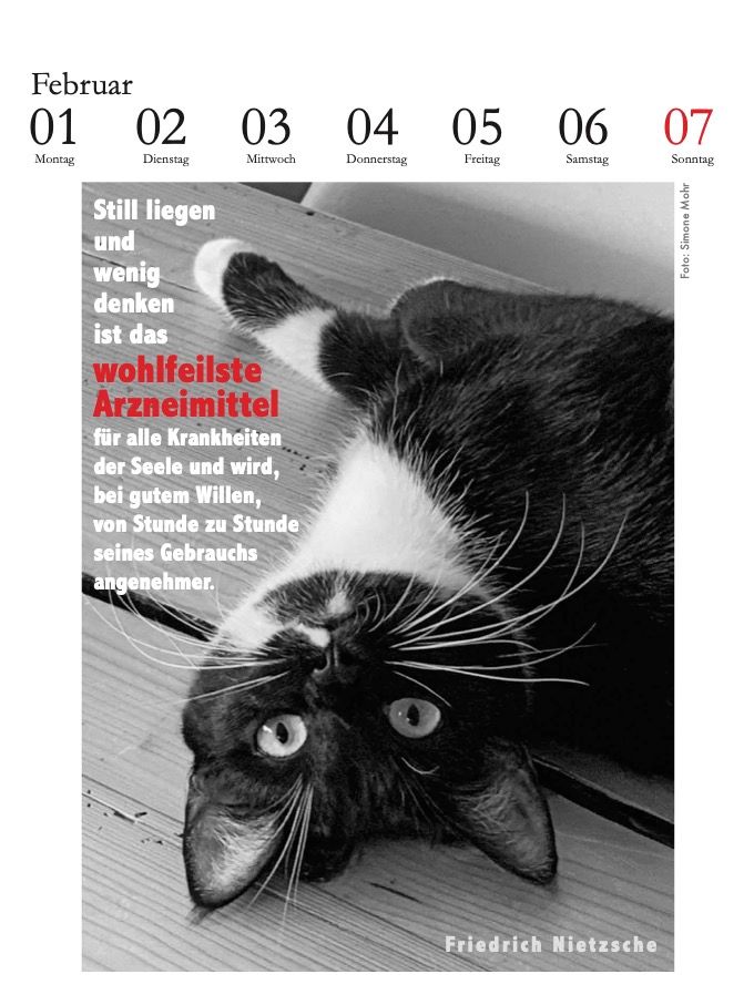 Weitere Ansicht: Der literarische Katzenkalender 2027 | Julia Bachstein