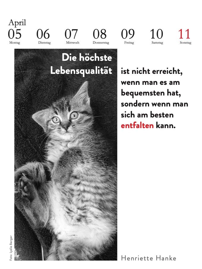 Weitere Ansicht: Der literarische Katzenkalender 2027 | Julia Bachstein