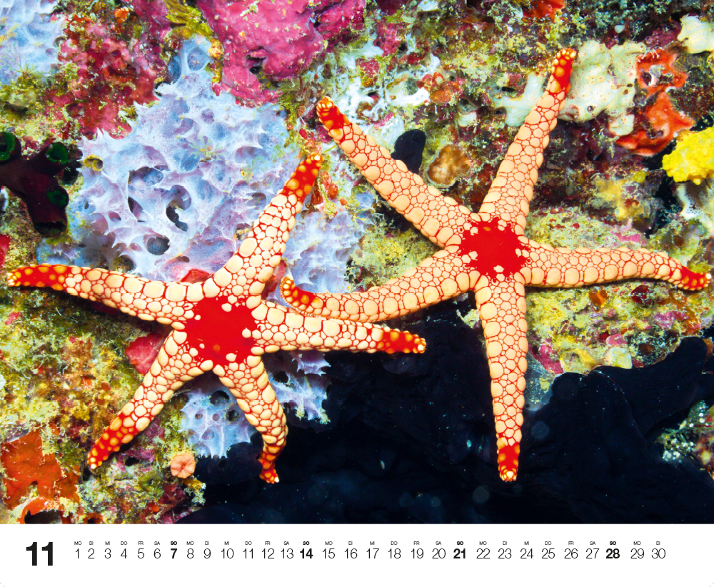 Weitere Ansicht: Dive 2027
