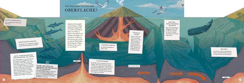 Weitere Ansicht: Erkunde den Ozean in diesem Buch | Rachel Elliot