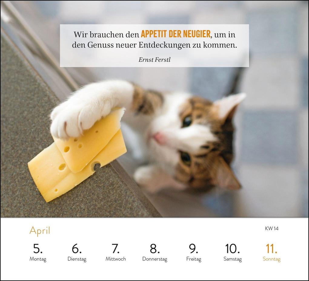 Weitere Ansicht: Wochenkalender 2027: Kluge Katzen