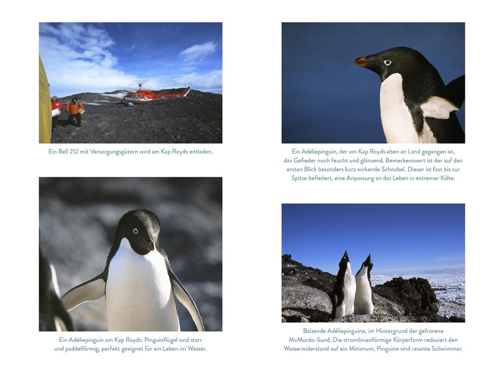 Weitere Ansicht: Die Pinguinforscherin | Louise K. Blight