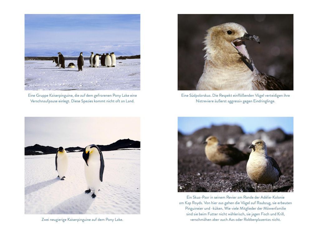 Weitere Ansicht: Die Pinguinforscherin | Louise K. Blight