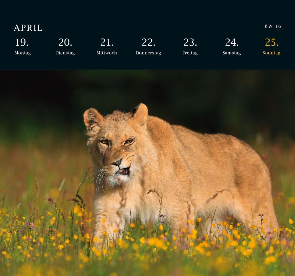 Weitere Ansicht: Postkartenkalender 2027: Von Pechvögeln und bunten Hunden | Geo