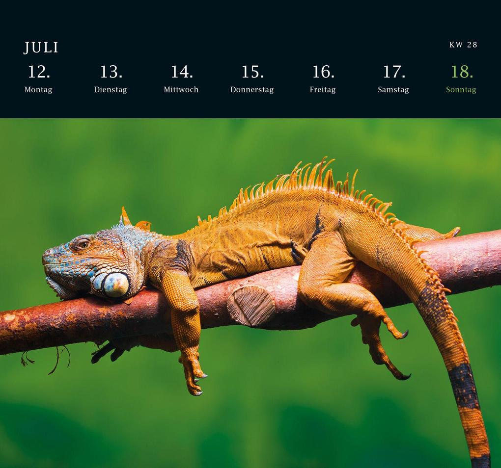 Weitere Ansicht: Postkartenkalender 2027: Von Pechvögeln und bunten Hunden | Geo