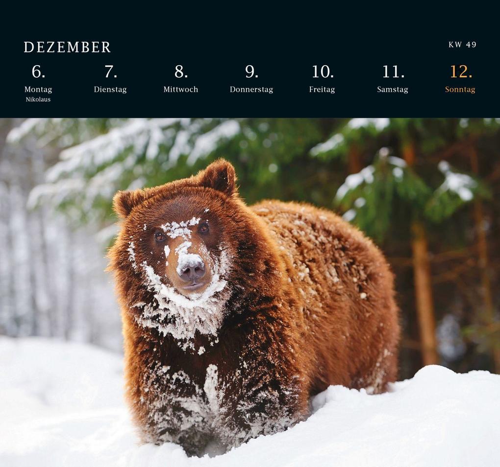 Weitere Ansicht: Postkartenkalender 2027: Von Pechvögeln und bunten Hunden | Geo