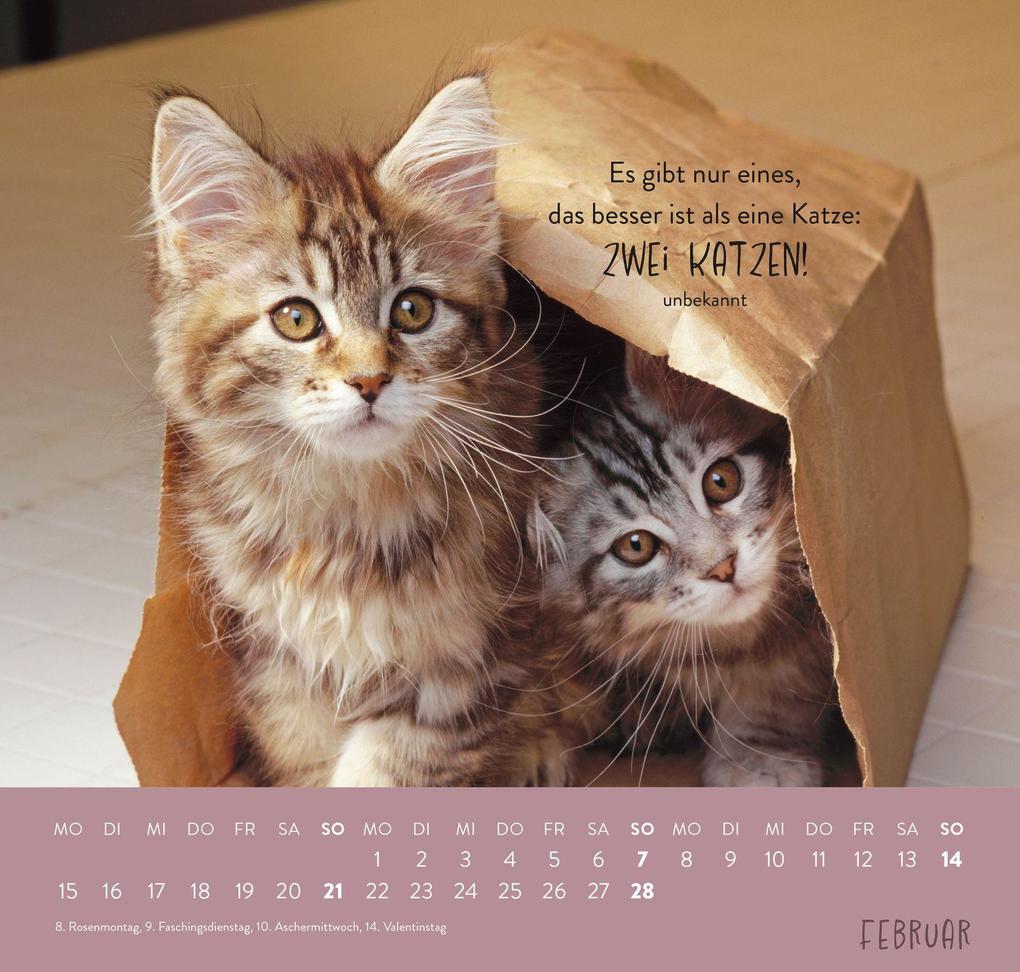 Weitere Ansicht: Wandkalender 2027: Für Katzenfreunde