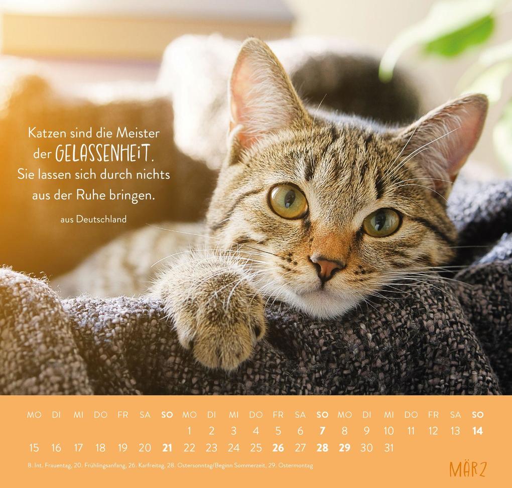 Weitere Ansicht: Wandkalender 2027: Für Katzenfreunde