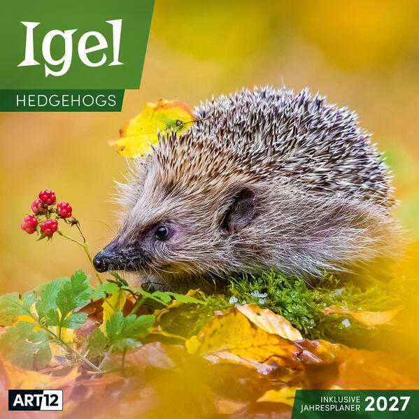 Produktbild: Igel Kalender 2027 - 30x30 - Art12 | Ackermann Kunstverlag GmbH