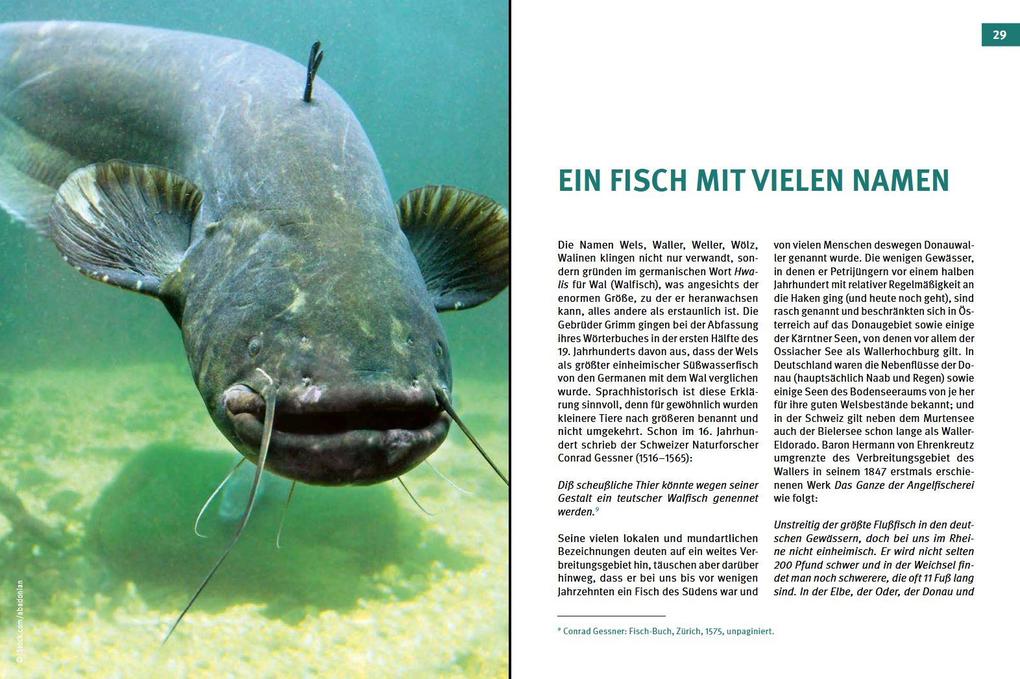 Weitere Ansicht: Welse - Giganten unserer Gewässer | Markus Bötefür