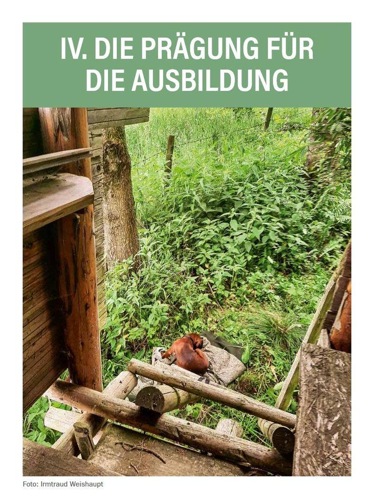 Weitere Ansicht: Jagdhunde ausbilden | Bernhard Hammer