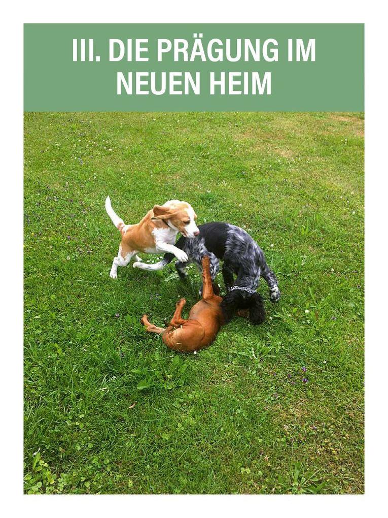 Weitere Ansicht: Jagdhunde ausbilden | Bernhard Hammer