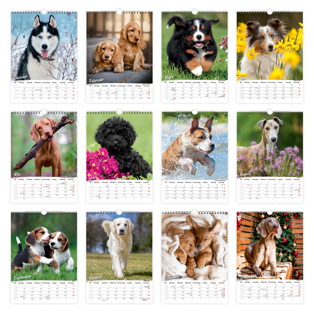 Weitere Ansicht: TRÖTSCH - Classickalender Hunde 2027