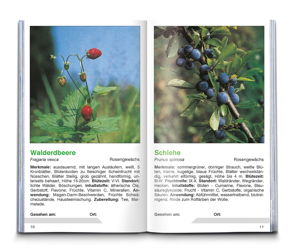 Weitere Ansicht: KOMPASS Naturführer Heilpflanzen, der handliche Begleiter in die Natur | Christine Jaitner