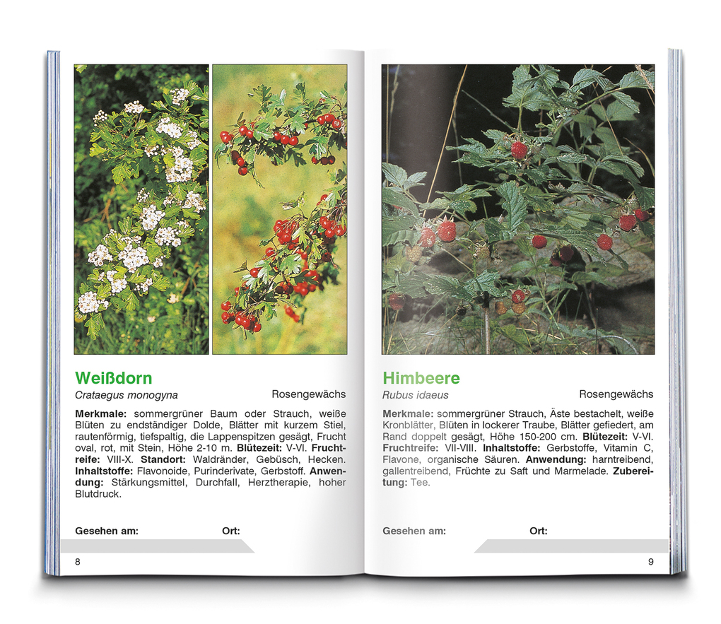 Weitere Ansicht: KOMPASS Naturführer Heilpflanzen, der handliche Begleiter in die Natur | Christine Jaitner