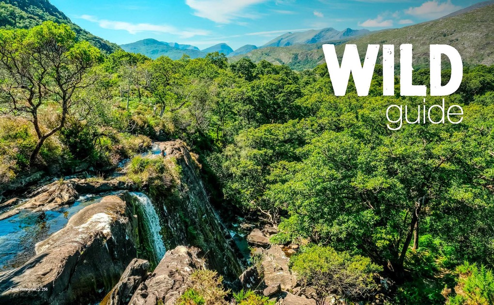 Weitere Ansicht: Wild Guide Irland - Der Westen | Candida Frith-Macdonald
