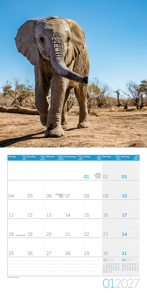 Weitere Ansicht: Elefanten Kalender 2027 - 30x30 - Art12 | Ackermann Kunstverlag GmbH