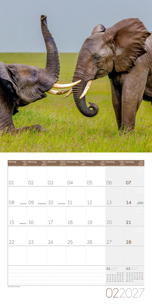 Weitere Ansicht: Elefanten Kalender 2027 - 30x30 - Art12 | Ackermann Kunstverlag GmbH