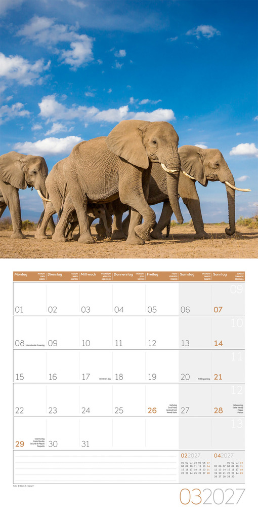 Weitere Ansicht: Elefanten Kalender 2027 - 30x30 - Art12 | Ackermann Kunstverlag GmbH