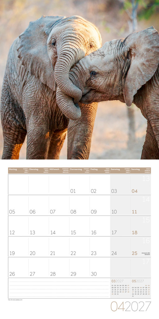 Weitere Ansicht: Elefanten Kalender 2027 - 30x30 - Art12 | Ackermann Kunstverlag GmbH