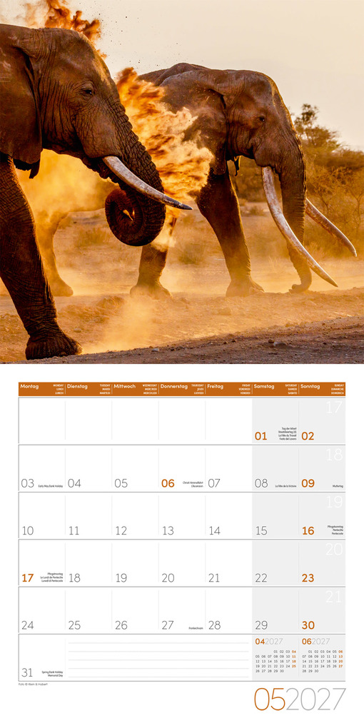 Weitere Ansicht: Elefanten Kalender 2027 - 30x30 - Art12 | Ackermann Kunstverlag GmbH