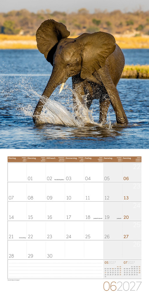 Weitere Ansicht: Elefanten Kalender 2027 - 30x30 - Art12 | Ackermann Kunstverlag GmbH