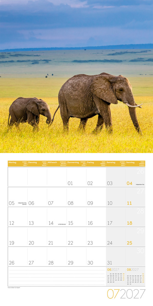 Weitere Ansicht: Elefanten Kalender 2027 - 30x30 - Art12 | Ackermann Kunstverlag GmbH