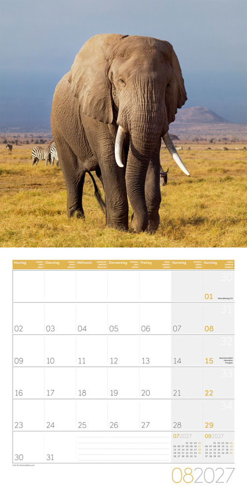 Weitere Ansicht: Elefanten Kalender 2027 - 30x30 - Art12 | Ackermann Kunstverlag GmbH