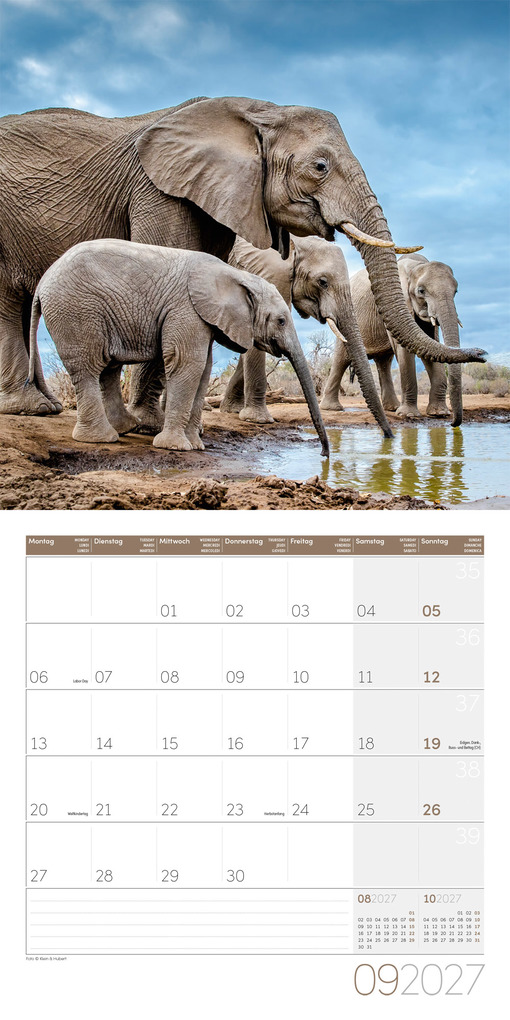 Weitere Ansicht: Elefanten Kalender 2027 - 30x30 - Art12 | Ackermann Kunstverlag GmbH
