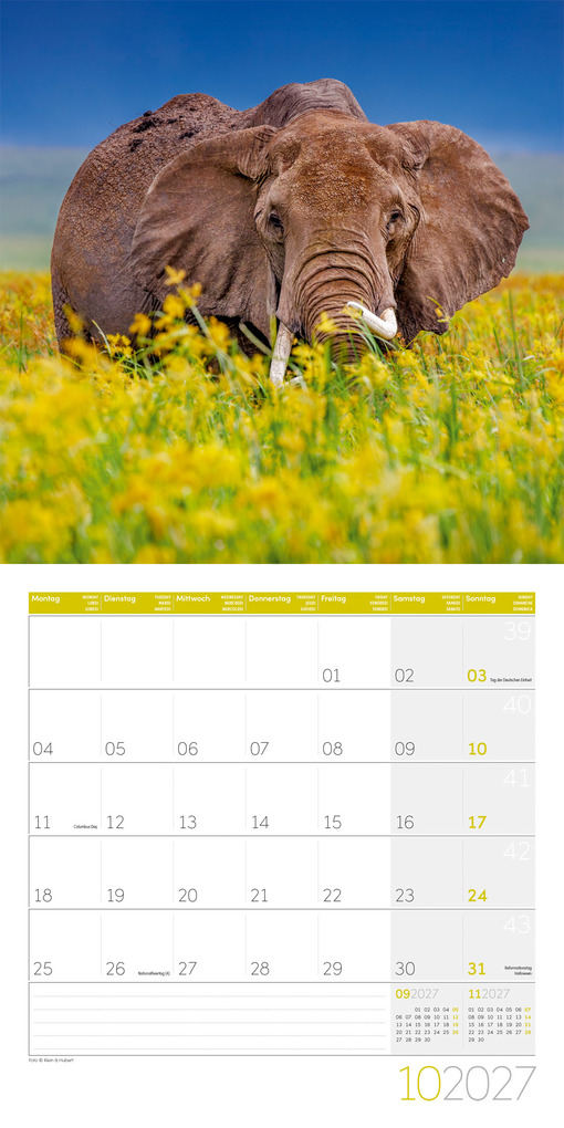 Weitere Ansicht: Elefanten Kalender 2027 - 30x30 - Art12 | Ackermann Kunstverlag GmbH