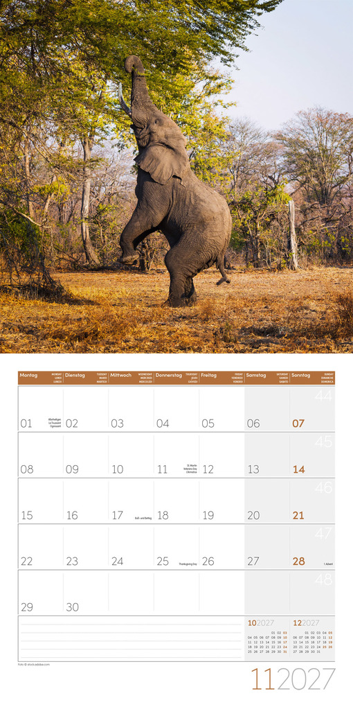 Weitere Ansicht: Elefanten Kalender 2027 - 30x30 - Art12 | Ackermann Kunstverlag GmbH