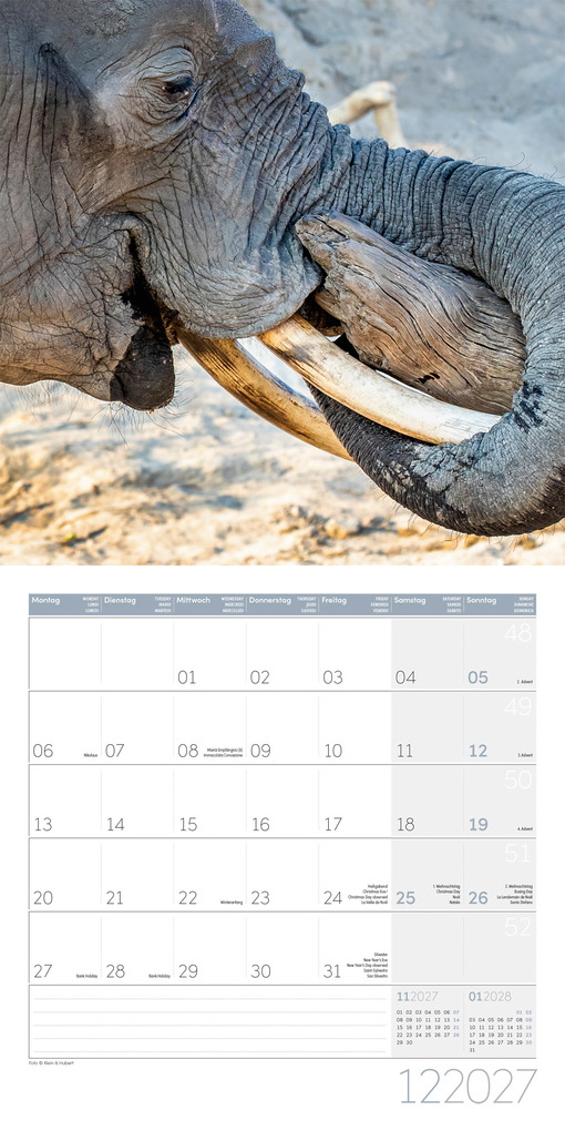Weitere Ansicht: Elefanten Kalender 2027 - 30x30 - Art12 | Ackermann Kunstverlag GmbH
