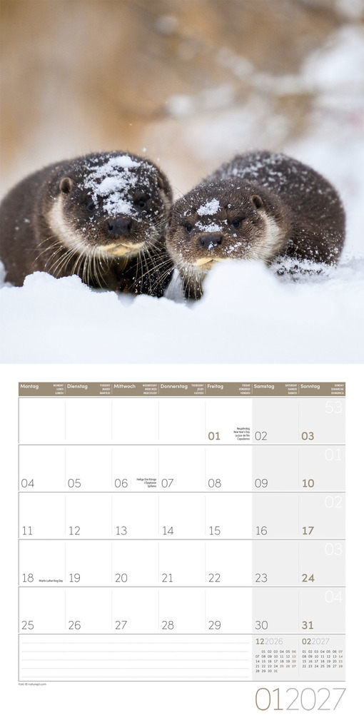Weitere Ansicht: Otter Kalender 2027 - 30x30 - Art12 | Ackermann Kunstverlag GmbH