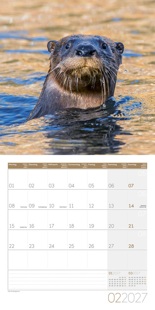 Weitere Ansicht: Otter Kalender 2027 - 30x30 - Art12 | Ackermann Kunstverlag GmbH