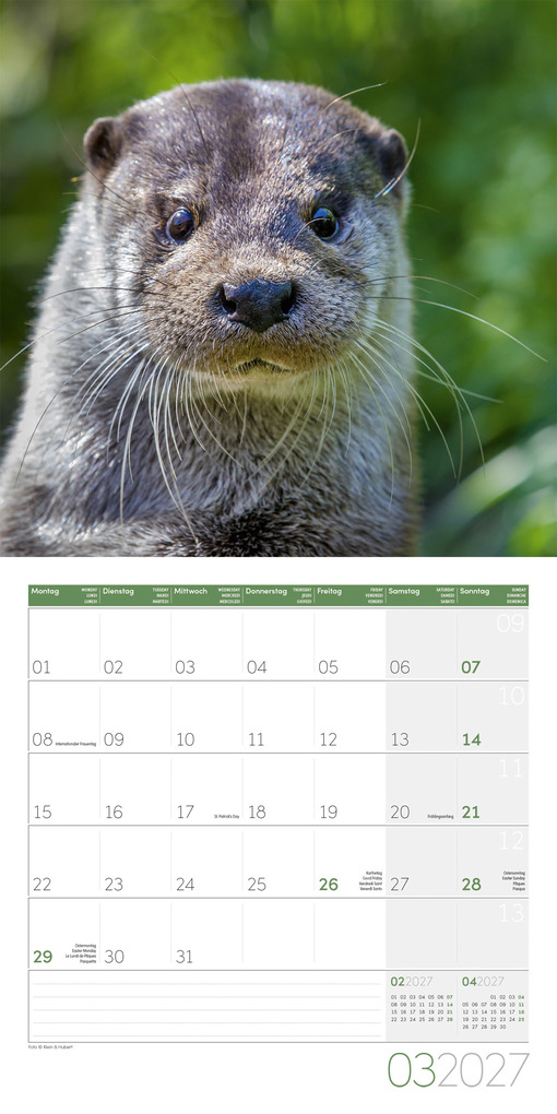Weitere Ansicht: Otter Kalender 2027 - 30x30 - Art12 | Ackermann Kunstverlag GmbH