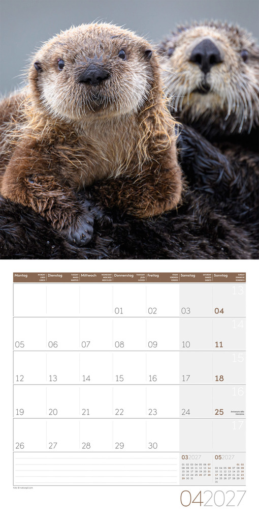 Weitere Ansicht: Otter Kalender 2027 - 30x30 - Art12 | Ackermann Kunstverlag GmbH