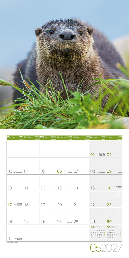 Weitere Ansicht: Otter Kalender 2027 - 30x30 - Art12 | Ackermann Kunstverlag GmbH