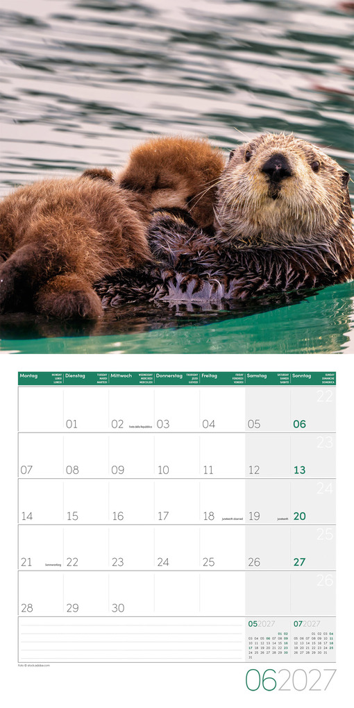 Weitere Ansicht: Otter Kalender 2027 - 30x30 - Art12 | Ackermann Kunstverlag GmbH