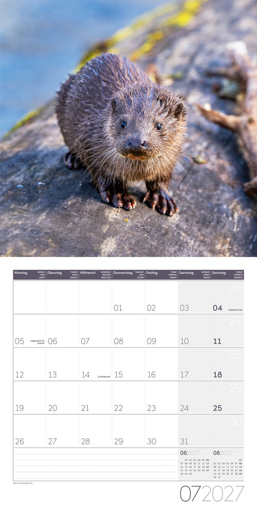 Weitere Ansicht: Otter Kalender 2027 - 30x30 - Art12 | Ackermann Kunstverlag GmbH