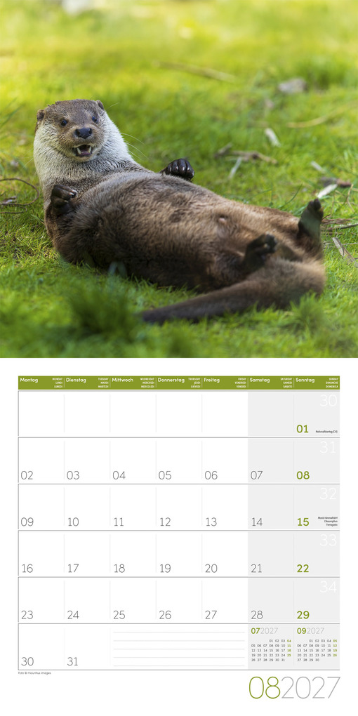 Weitere Ansicht: Otter Kalender 2027 - 30x30 - Art12 | Ackermann Kunstverlag GmbH