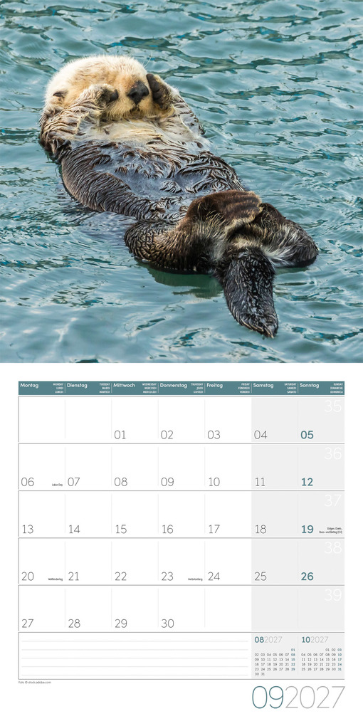 Weitere Ansicht: Otter Kalender 2027 - 30x30 - Art12 | Ackermann Kunstverlag GmbH