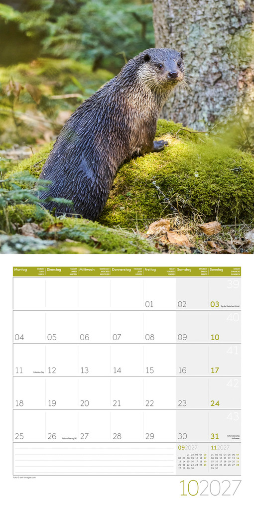 Weitere Ansicht: Otter Kalender 2027 - 30x30 - Art12 | Ackermann Kunstverlag GmbH